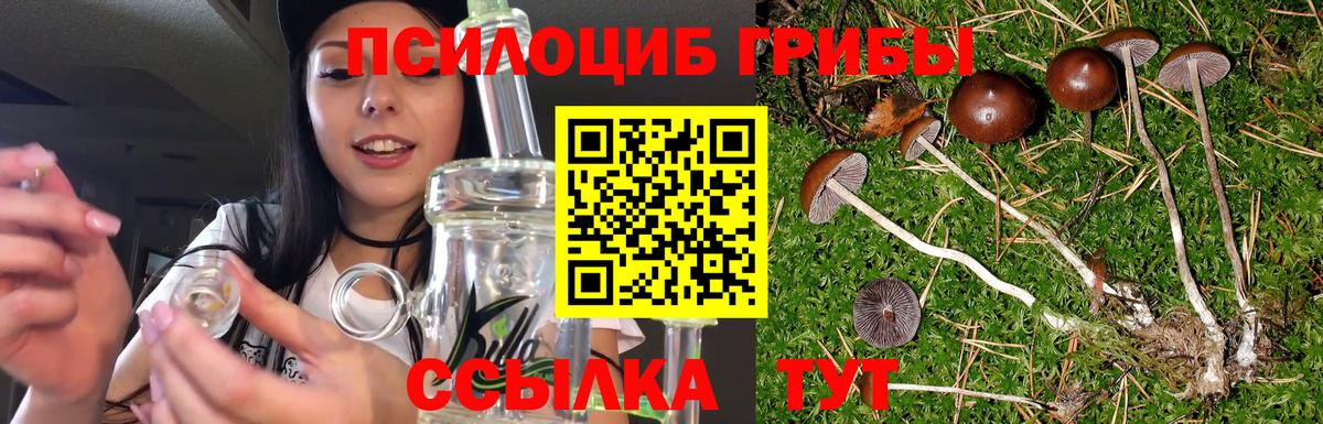как найти наркотики  Псилоцибиновые грибы прущие грибы  Вход с VPN  Похвистнево  Галлюциногенные грибы Psilocybe 